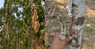 মৌলভীবাজারের খাসিয়া পুঞ্জিতে পানগাছ কেটে নষ্টের অভিযোগ